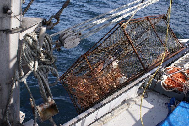 a person holding king crabs standing on a crabbing boat