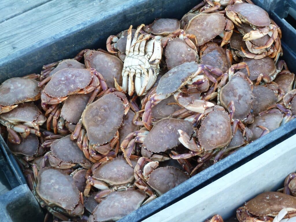 a bucket full of crabs